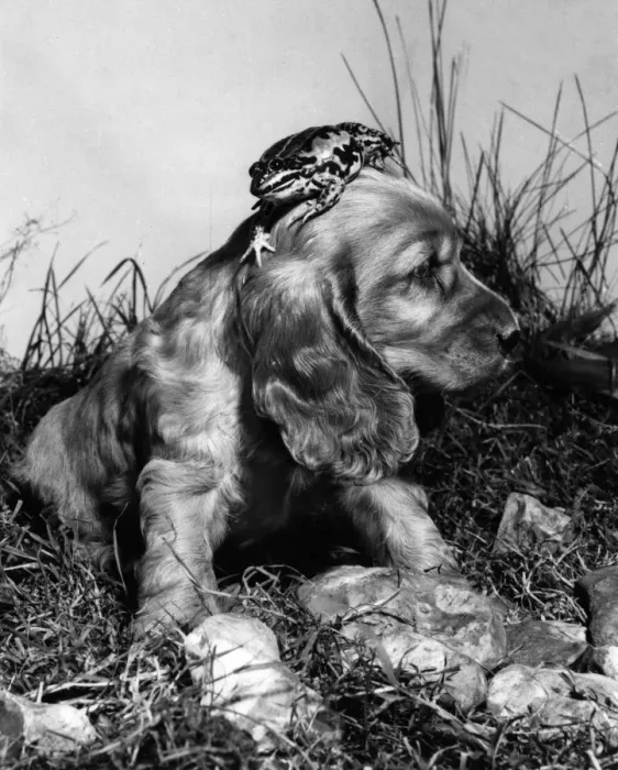 Framed Print : Susi - with a frog on her head Framed Print : Susi - with a frog on her head