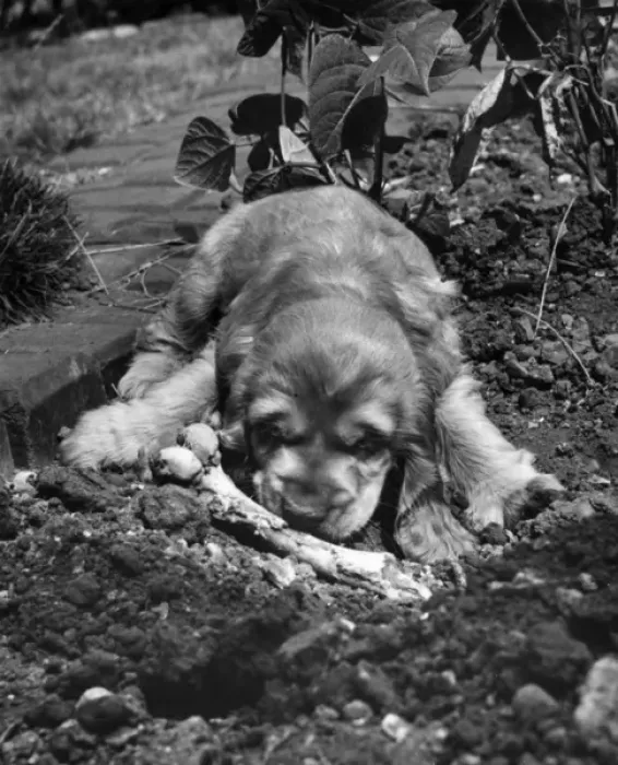 Framed Print : Susi - in the garden with a bone