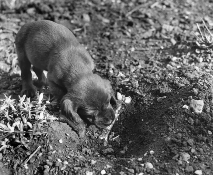 Framed Print : Susi - in the garden with a bone Framed Print : Susi - in the garden with a bone