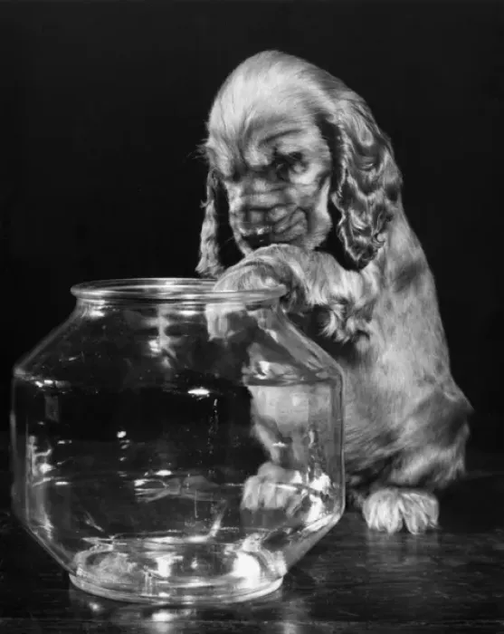 Framed Print : Susi - with empty glass bowl Framed Print : Susi - with empty glass bowl