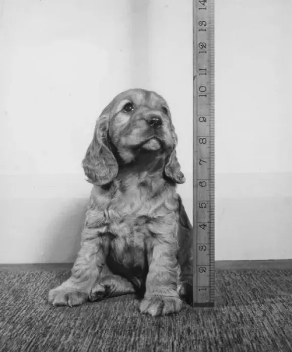 Framed Print : Susi - having her height measured Framed Print : Susi - having her height measured