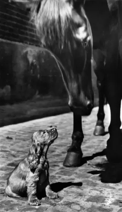 Framed Print : Susi - with a horse Framed Print : Susi - with a horse