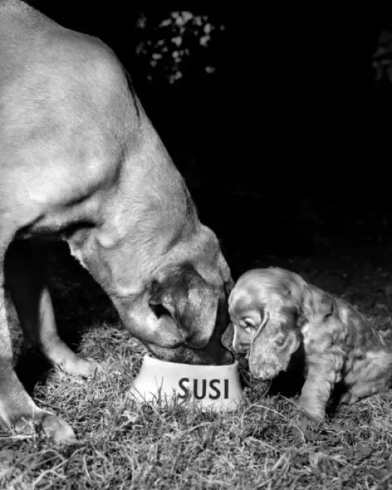 Framed Print : Susi - (insert) Framed Print : Susi - (insert)