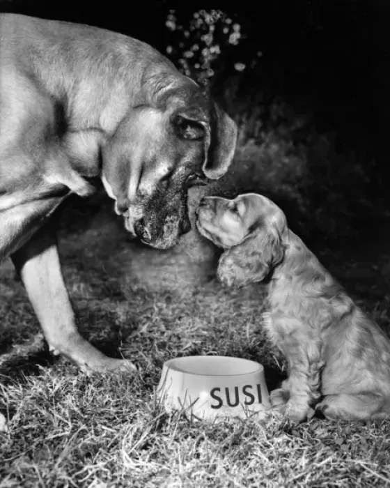 Framed Print : Susi - (insert) Framed Print : Susi - (insert)