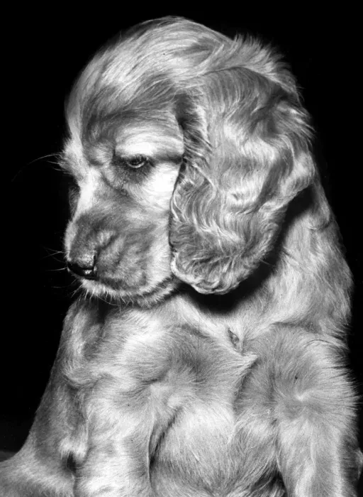 Framed Print : Susi - (insert) Framed Print : Susi - (insert)