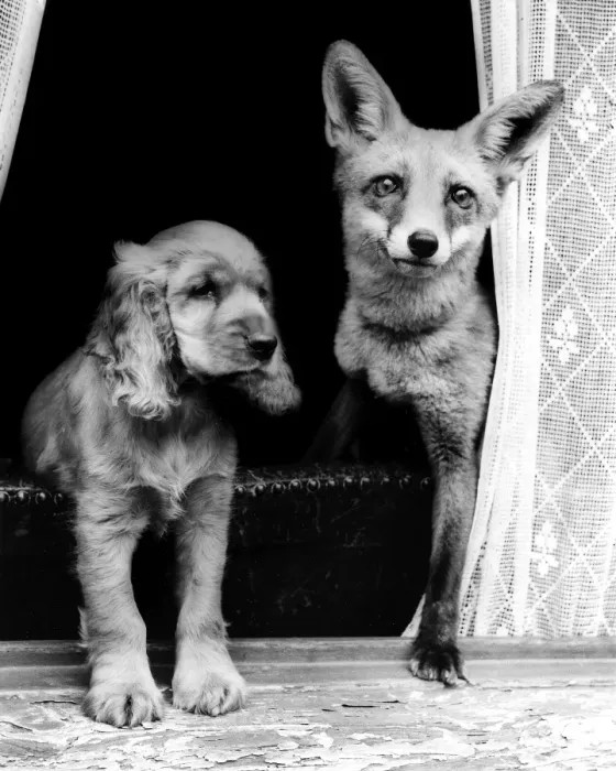 Framed Print : Susi - (insert) Framed Print : Susi - (insert)