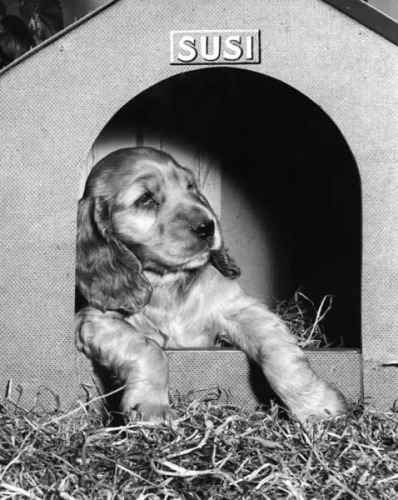 Framed Print : Susi - (insert) Framed Print : Susi - (insert)