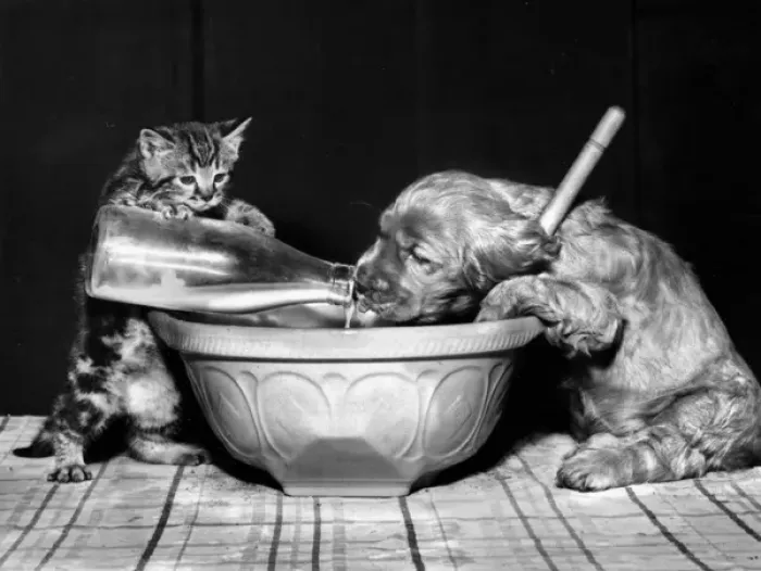 Framed Print : Susi - (insert) Framed Print : Susi - (insert)