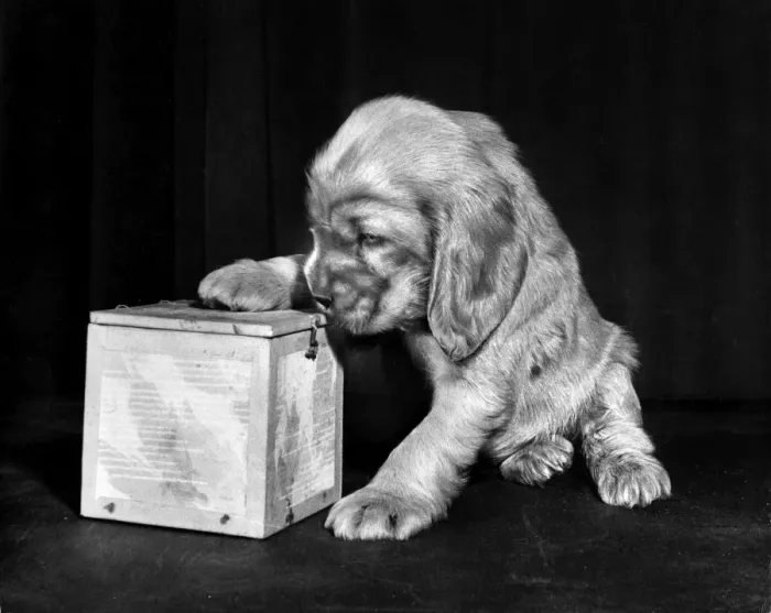 Framed Print : Susi - (insert) Framed Print : Susi - (insert)