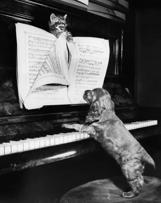 Framed Print : Susi - (insert) Framed Print : Susi - (insert)