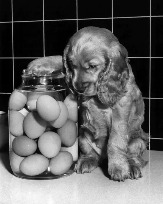 Framed Print : Susi - with a jar of eggs Framed Print : Susi - with a jar of eggs