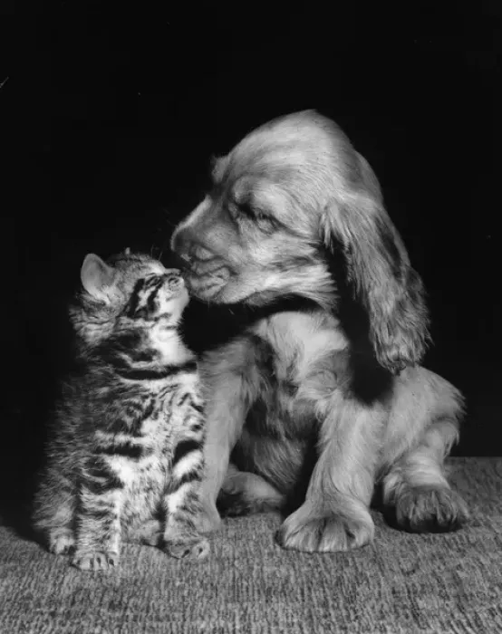 Framed Print : Susi - kissing a kitten Framed Print : Susi - kissing a kitten