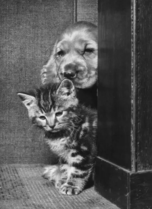 Framed Print : Susi - with kitten Framed Print : Susi - with kitten