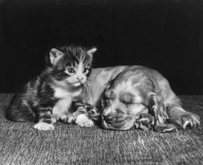 Framed Print : Susi - with kitten Framed Print : Susi - with kitten