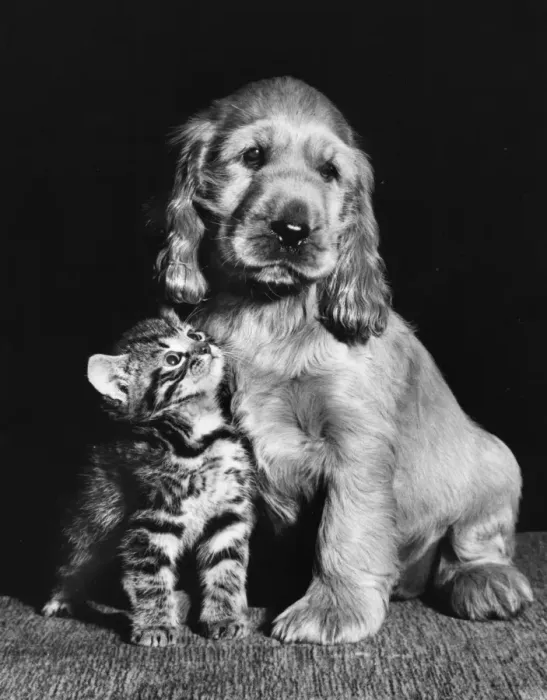 Framed Print : Susi - with kitten Framed Print : Susi - with kitten