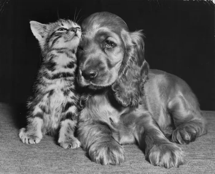 Framed Print : Susi - with kitten Framed Print : Susi - with kitten