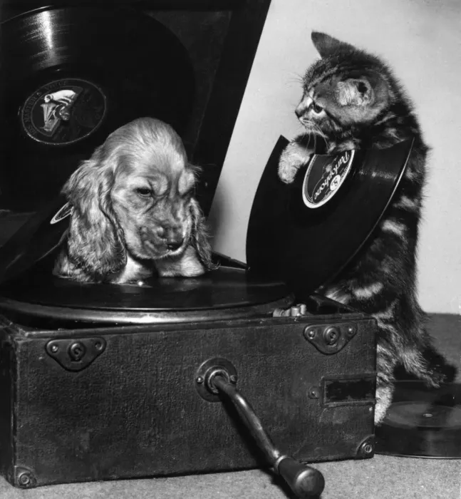 Framed Print : Susi - with kitten and broken record Framed Print : Susi - with kitten and broken record