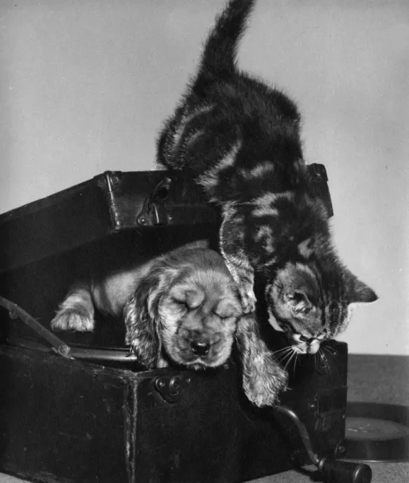 Framed Print : Susi - with kitten inside record player