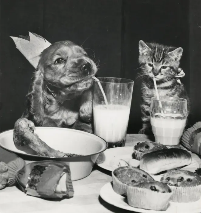 Framed Print : Susi - with kitten and party food Framed Print : Susi - with kitten and party food