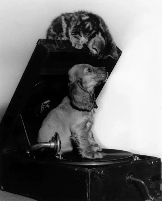 Framed Print : Susi - with kitten and record player Framed Print : Susi - with kitten and record player