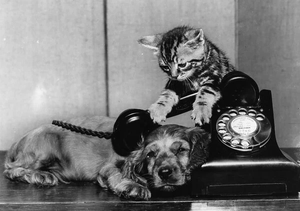 Susi - with kitten and telephone