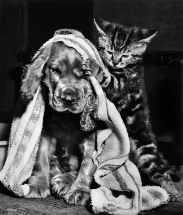 Framed Print : Susi - with kitten and towel Framed Print : Susi - with kitten and towel