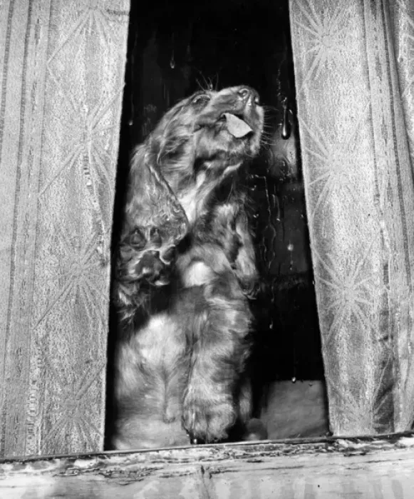 Framed Print : Susi - licking a window Framed Print : Susi - licking a window