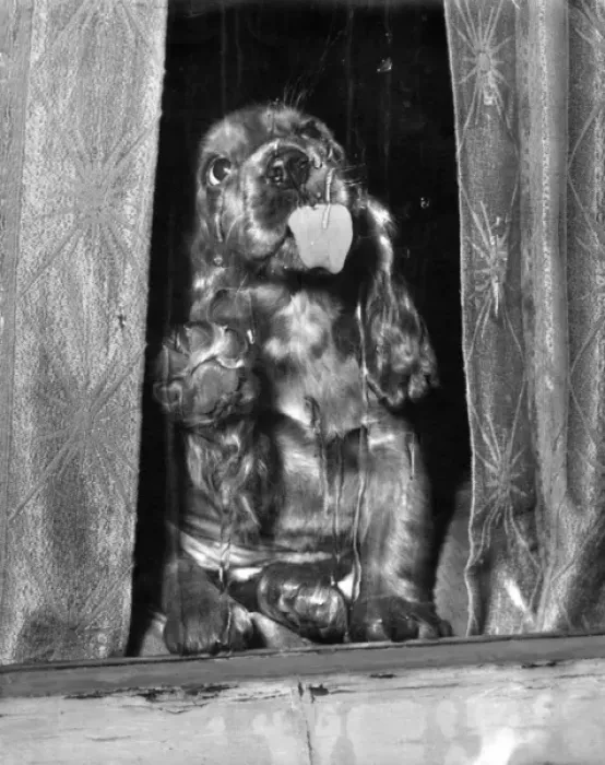 Framed Print : Susi - licking a window Framed Print : Susi - licking a window