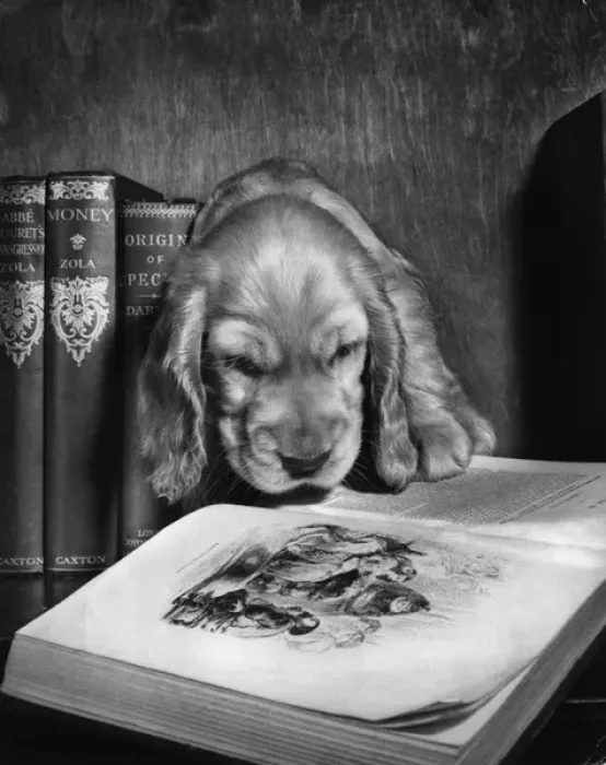 Framed Print : Susi - looking at an illustration in a book Framed Print : Susi - looking at an illustration in a book