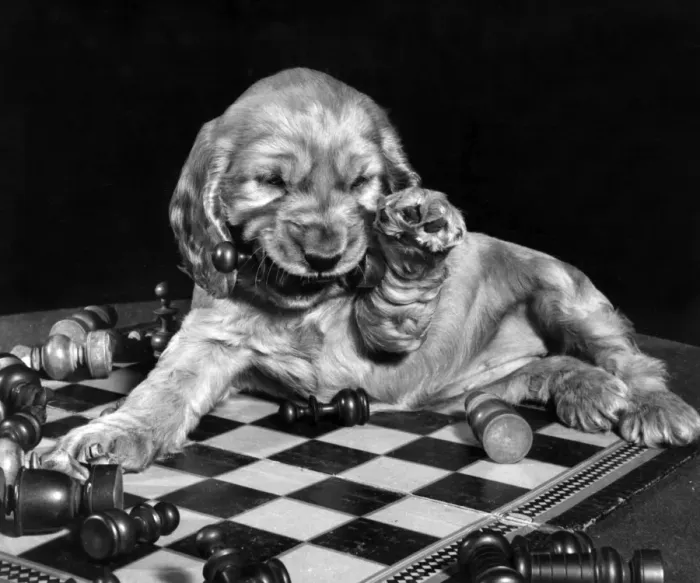 Framed Print : Susi - lying on chess board Framed Print : Susi - lying on chess board
