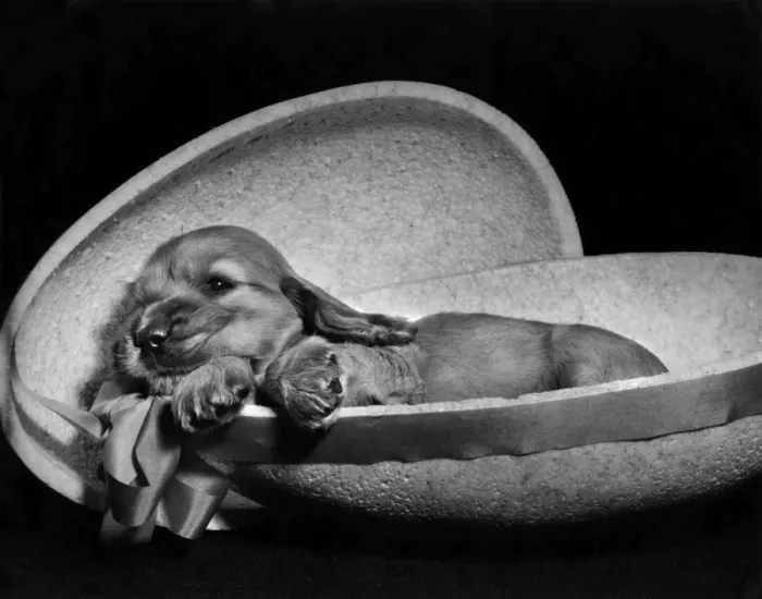 Framed Print : Susi - lying inside half an Easter egg Framed Print : Susi - lying inside half an Easter egg