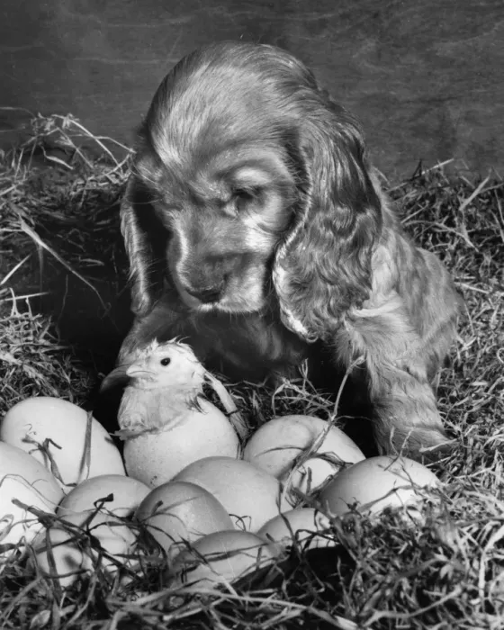 Framed Print : Susi - with newly hatched chick Framed Print : Susi - with newly hatched chick