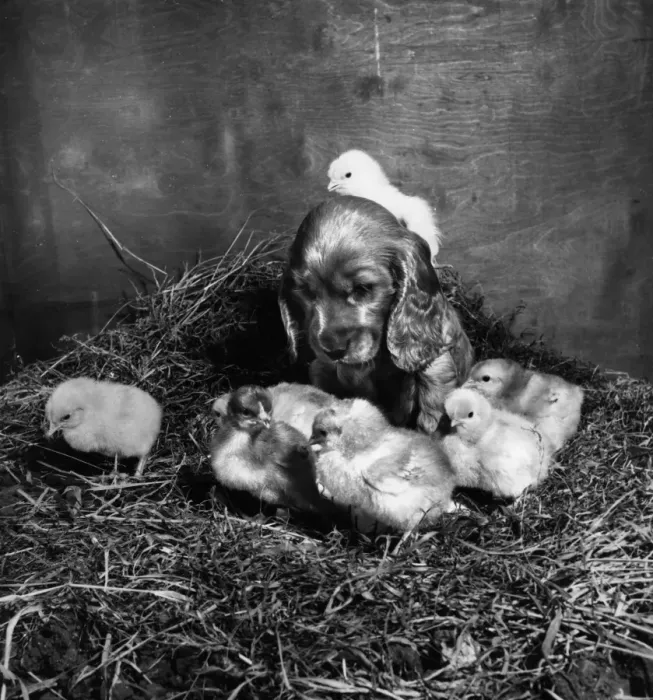 Framed Print : Susi - with newly hatched chicks Framed Print : Susi - with newly hatched chicks