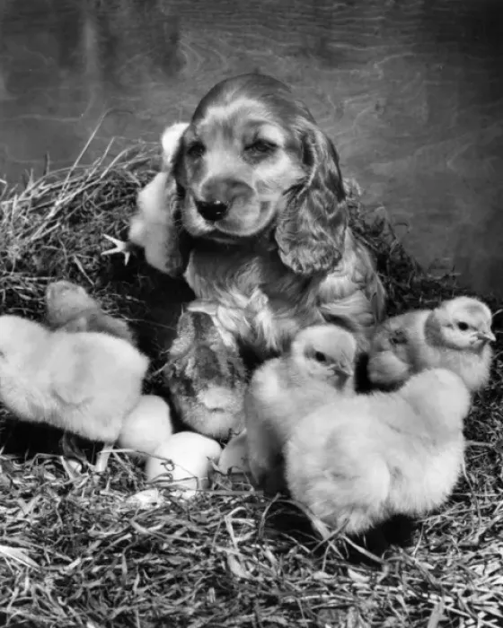 Framed Print : Susi - with newly hatched chicks Framed Print : Susi - with newly hatched chicks