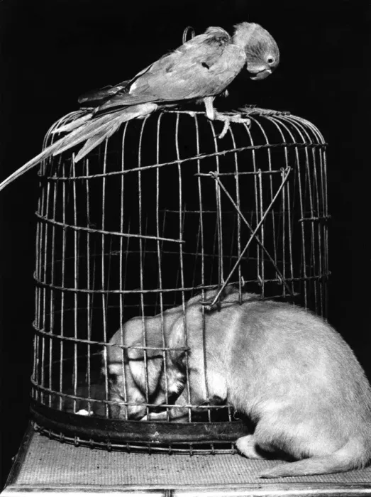 Framed Print : Susi - with parrot and cage Framed Print : Susi - with parrot and cage