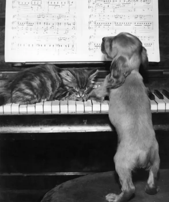 Framed Print : Susi - piano duet with kitten Framed Print : Susi - piano duet with kitten
