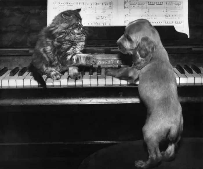 Framed Print : Susi - piano duet with kitten Framed Print : Susi - piano duet with kitten