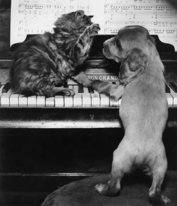Framed Print : Susi - piano duet with kitten Framed Print : Susi - piano duet with kitten