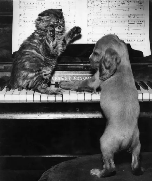 Framed Print : Susi - piano duet with kitten Framed Print : Susi - piano duet with kitten