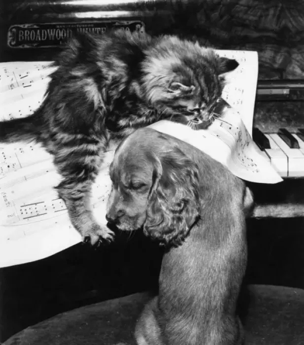 Framed Print : Susi - piano duet with kitten Framed Print : Susi - piano duet with kitten