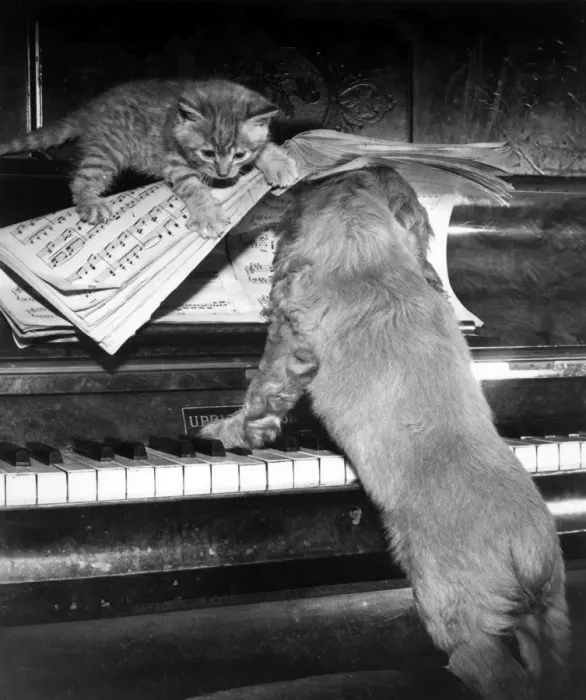 Framed Print : Susi - piano duet with kitten Framed Print : Susi - piano duet with kitten