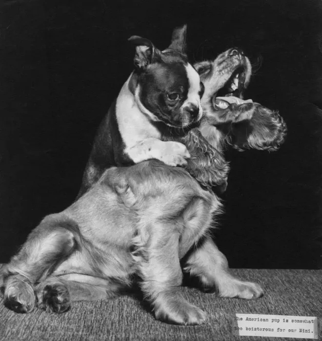 Framed Print : Susi - playing games with a French bulldog Framed Print : Susi - playing games with a French bulldog
