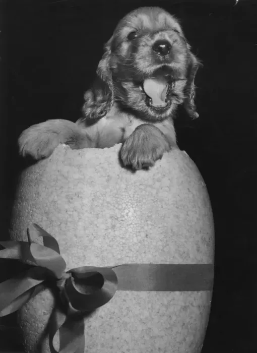 Framed Print : Susi - popping out of an Easter egg Framed Print : Susi - popping out of an Easter egg