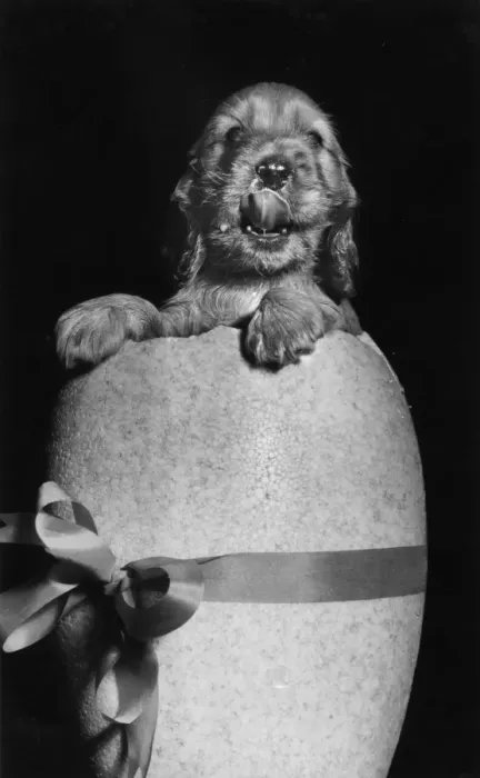 Framed Print : Susi - popping out of an Easter egg Framed Print : Susi - popping out of an Easter egg