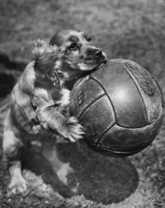 Framed Print : Susi - posing with a football Framed Print : Susi - posing with a football