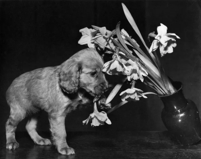 Framed Print : Susi - pulling over a vase of flowers Framed Print : Susi - pulling over a vase of flowers