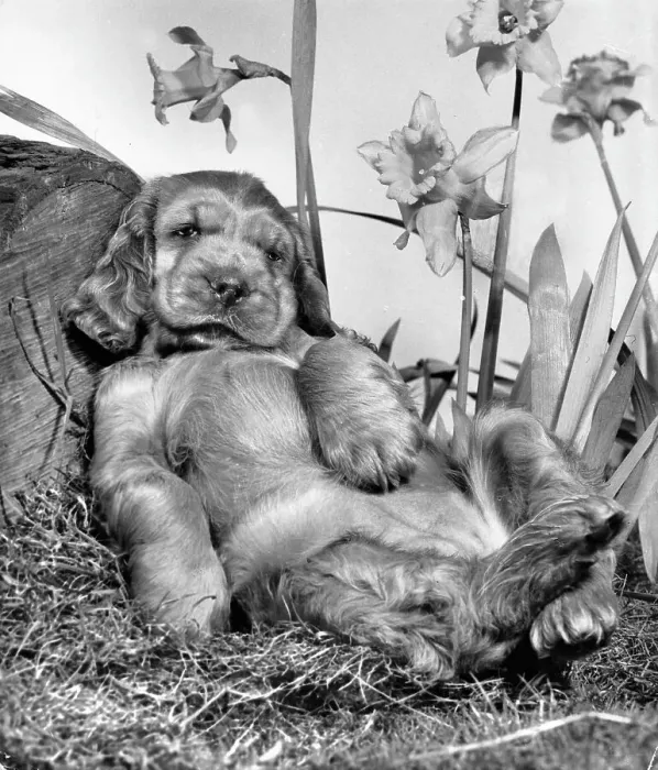 Framed Print : Susi - reclining under daffodils Framed Print : Susi - reclining under daffodils