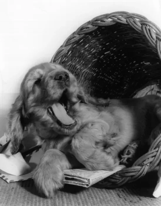 Framed Print : Susi - relaxing in her basket Framed Print : Susi - relaxing in her basket