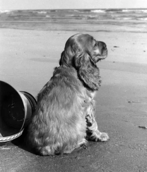 Framed Print : Susi - at the seaside Framed Print : Susi - at the seaside