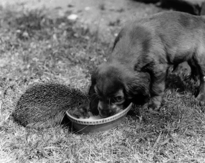 Framed Print : Susi - sharing bowl with hedgehog Framed Print : Susi - sharing bowl with hedgehog